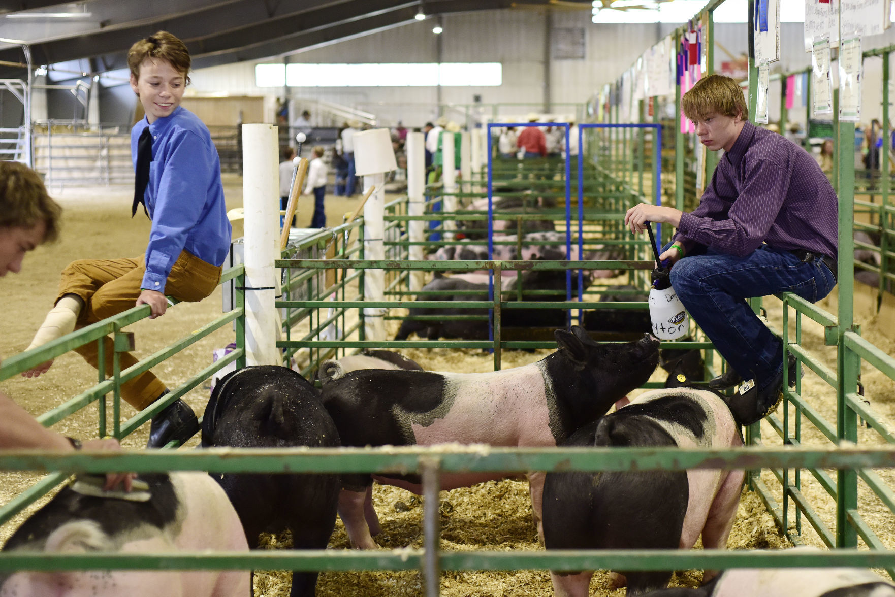 4-H Livestock Auction